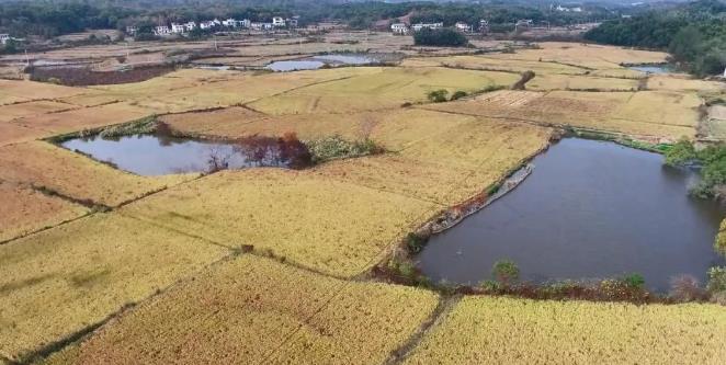 德安：加強濕地候鳥保護 共建和美生態(tài)家園